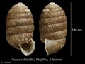 Mollusca (molluscs)