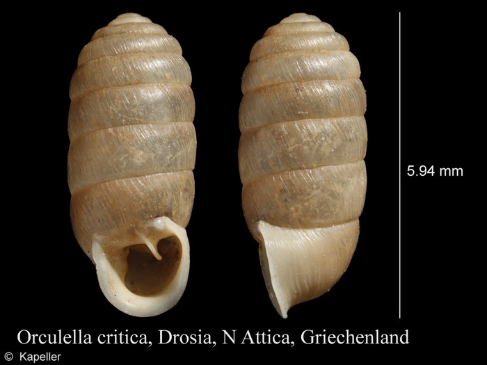 Orculella critica