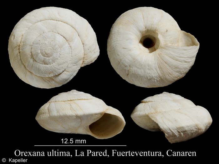 Orexana ultima