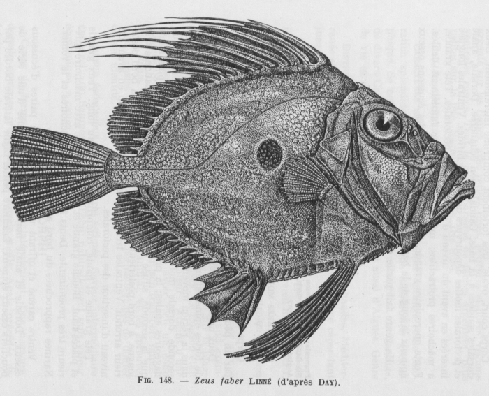 Poll (1947, fig. 148) Poll (1947, fig. 148)