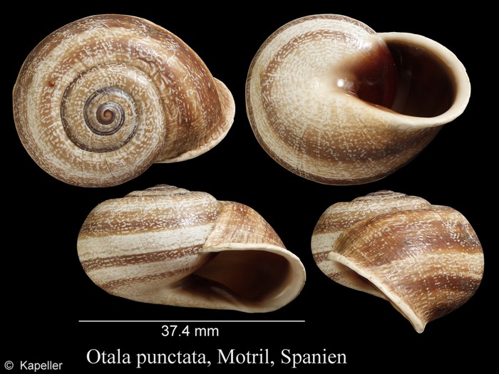 Otala punctata