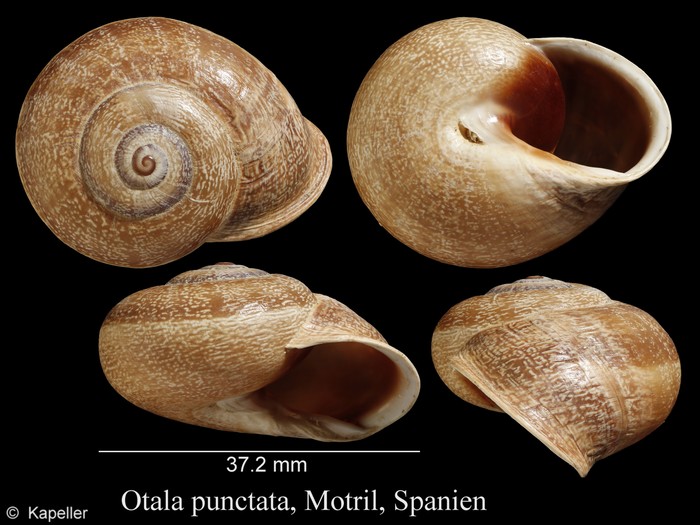 Otala punctata