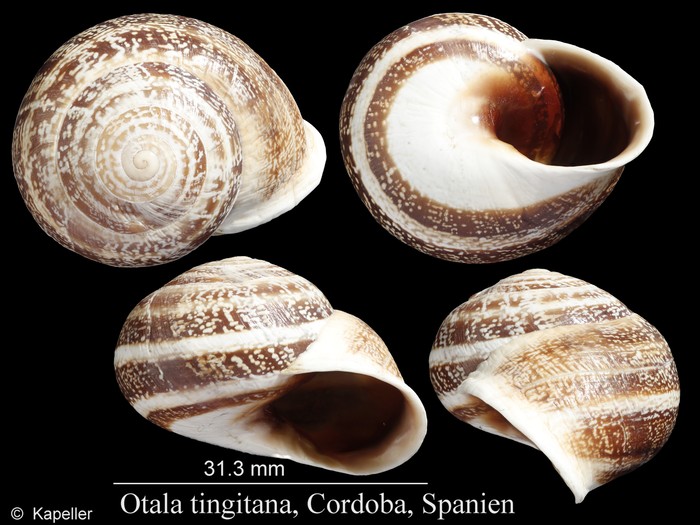 Otala tingitana Otala tingitana