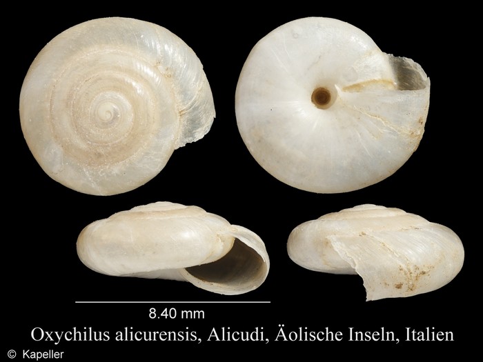 Oxychilus alicurensis Oxychilus alicurensis