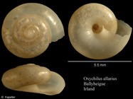 Oxychilus allarius