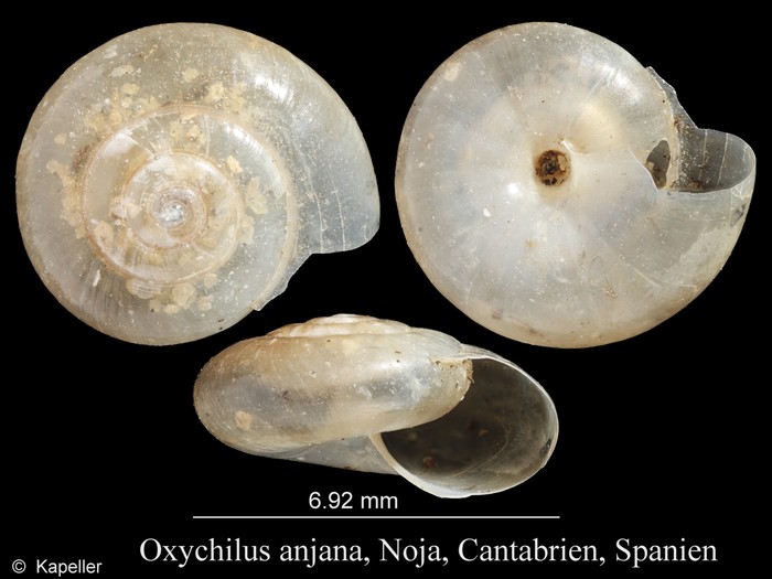Oxychilus anjana Oxychilus anjana