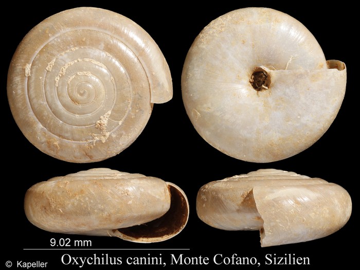 Oxychilus canini Oxychilus canini