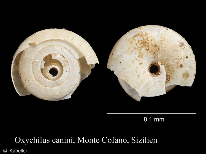 Oxychilus canini Oxychilus canini