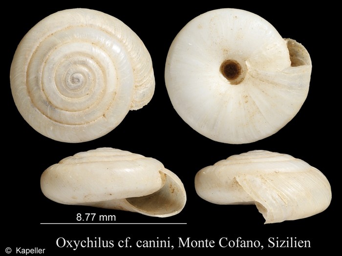 Oxychilus canini Oxychilus canini