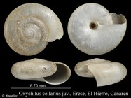 Oxychilus cellarius