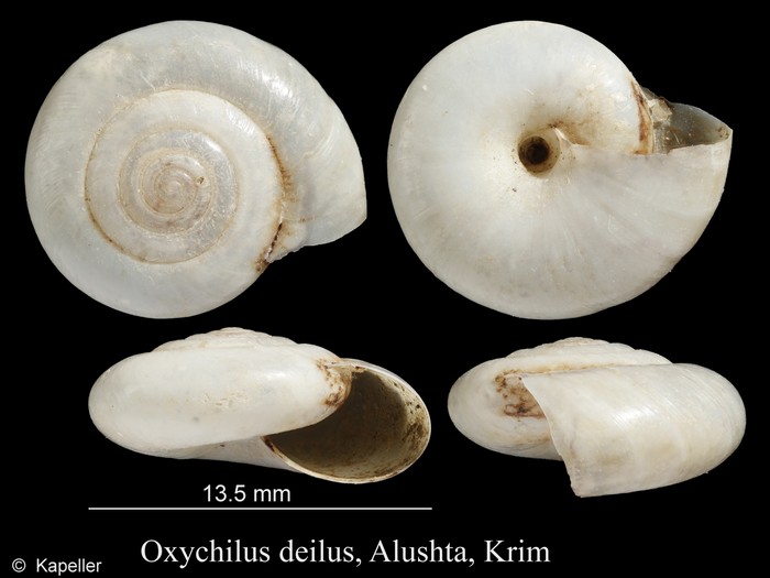 Oxychilus deilus