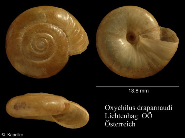 Oxychilus draparnaudi