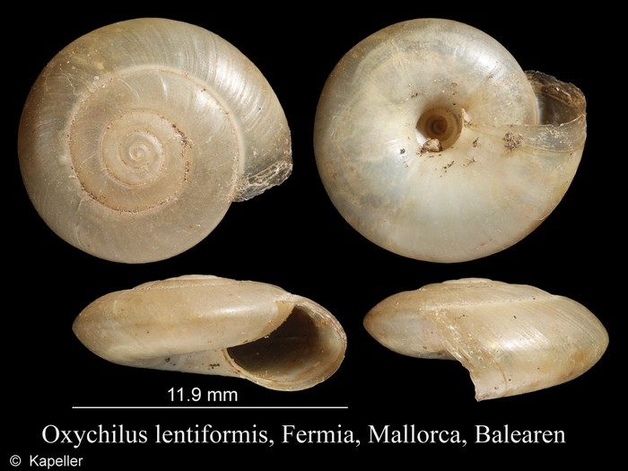 Oxychilus lentiformis Oxychilus lentiformis