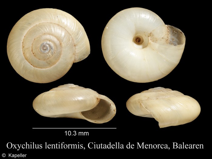 Oxychilus lentiformis Oxychilus lentiformis