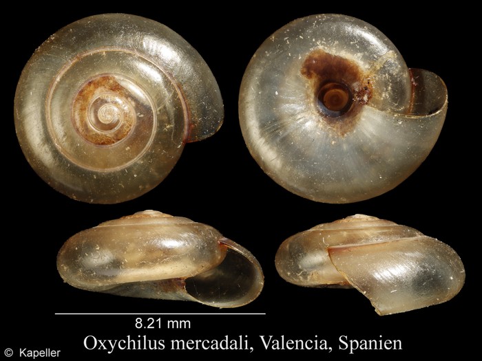 Oxychilus mercadali Oxychilus mercadali