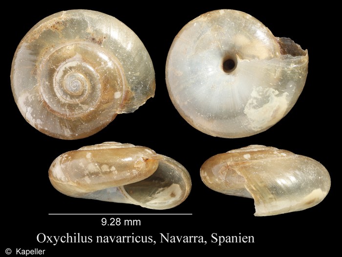 Oxychilus navarricus Oxychilus navarricus