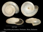 Oxychilus pityusanus