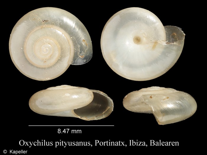 Oxychilus pityusanus Oxychilus pityusanus