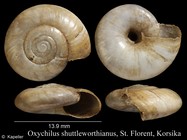 Oxychilus shuttleworthianus