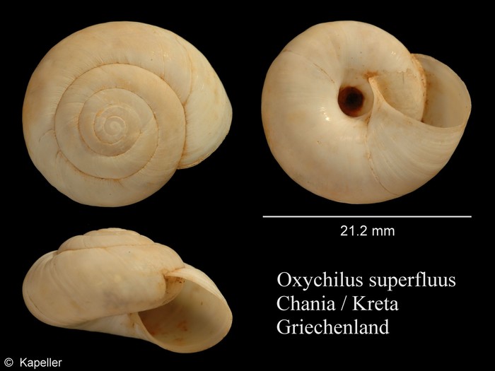 Oxychilus superfluus