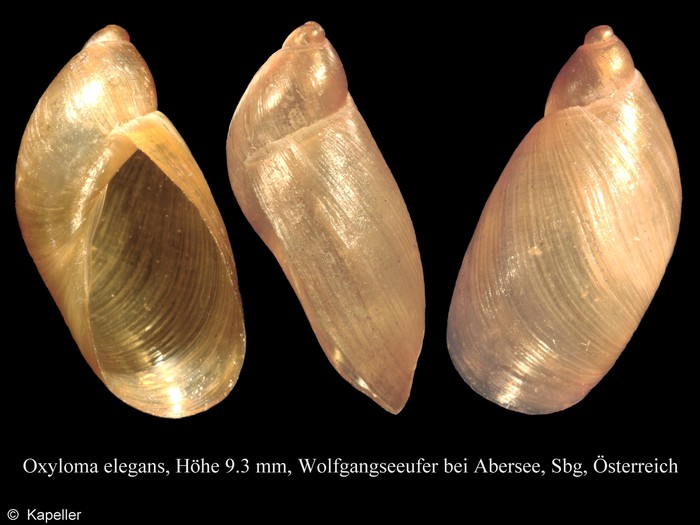 Oxyloma elegans Oxyloma elegans