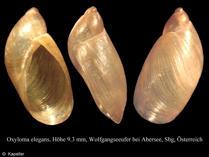 Oxyloma elegans