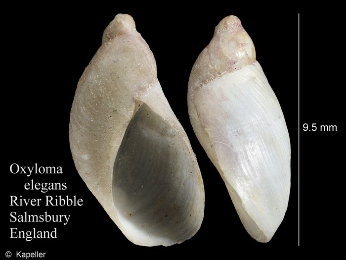 Oxyloma elegans Oxyloma elegans