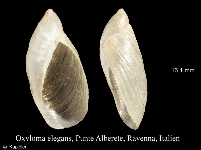 Oxyloma elegans Oxyloma elegans