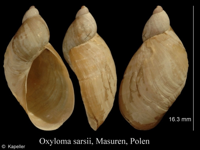 Oxyloma sarsii