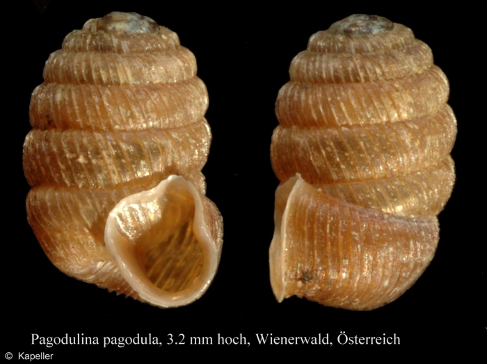 Pagodulina pagodula Pagodulina pagodula