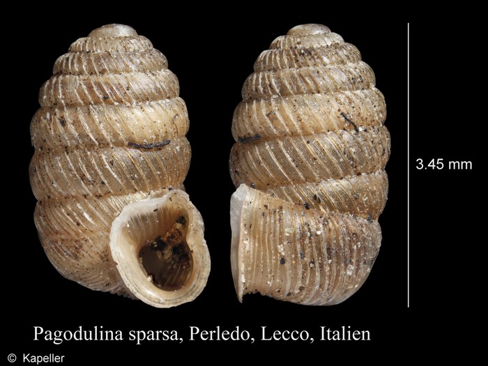 Pagodulina sparsa