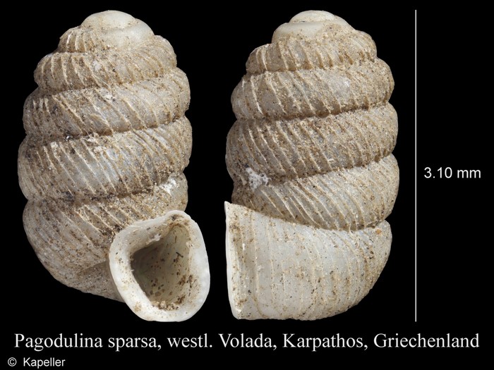 Pagodulina sparsa