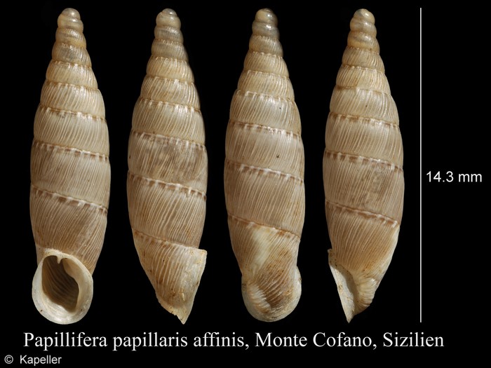 Papillifera papillaris Papillifera papillaris