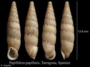 Papillifera papillaris