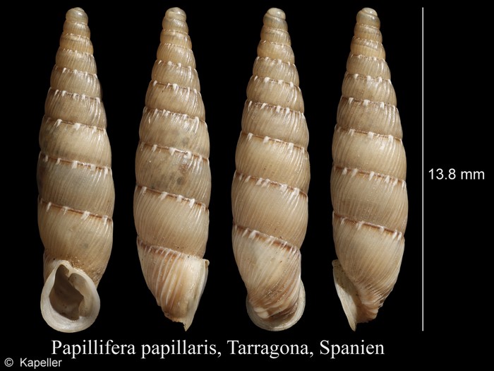 Papillifera papillaris Papillifera papillaris