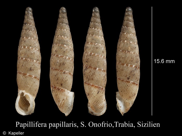 Papillifera papillaris Papillifera papillaris
