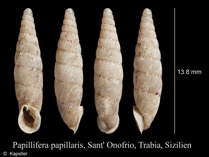 Papillifera papillaris Papillifera papillaris