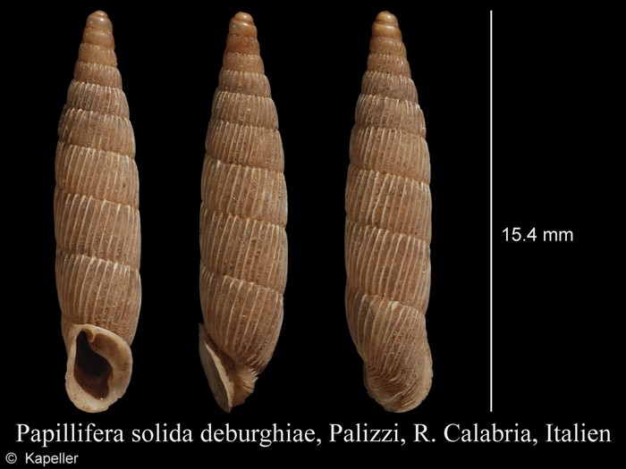 Papillifera solida deburghiae Papillifera solida deburghiae