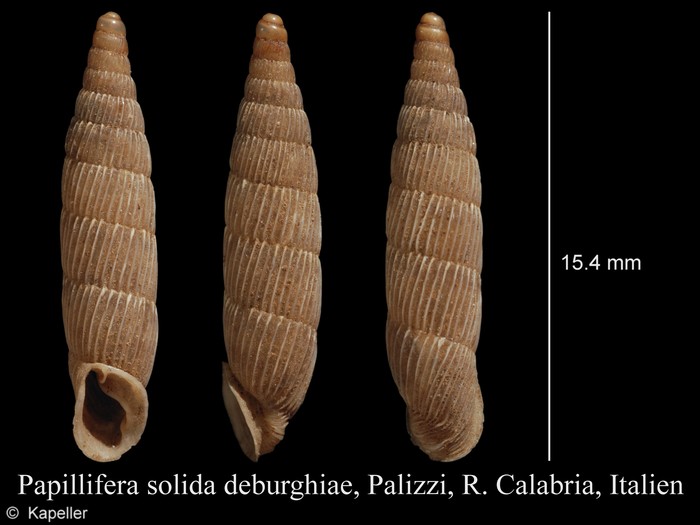 Papillifera solida deburghiae