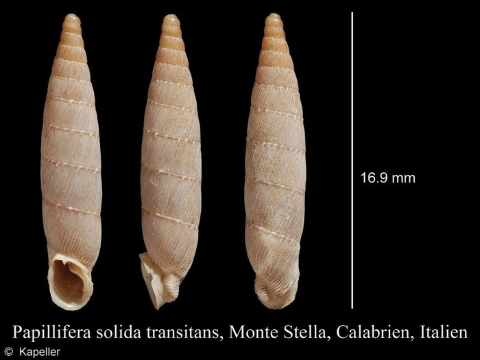 Papillifera papillaris transitans