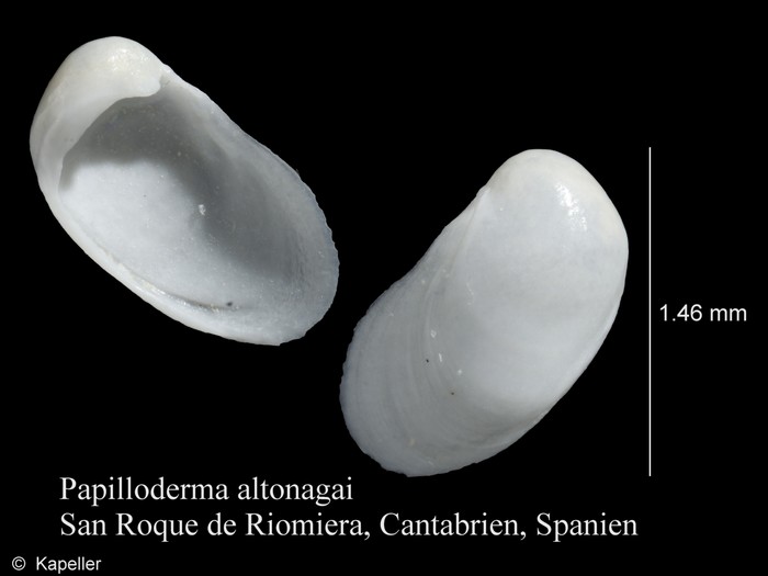 Papilloderma altonagai Papilloderma altonagai