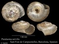 Mollusca (molluscs)