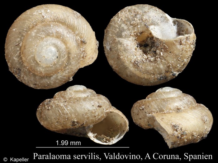 Paralaoma servilis