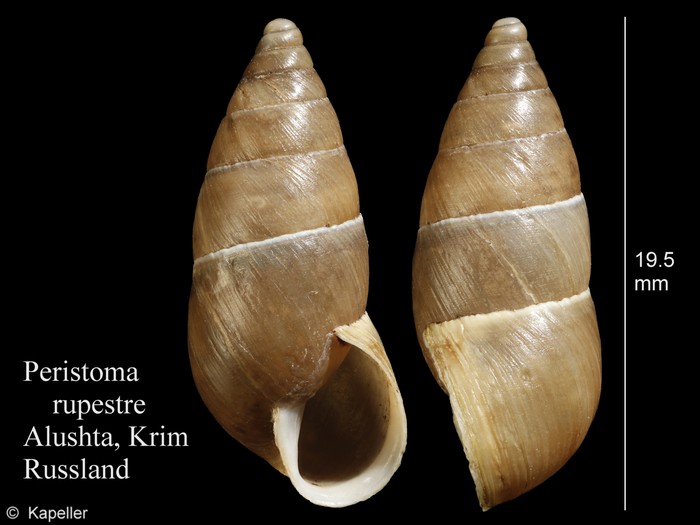 Peristoma rupestre Peristoma rupestre