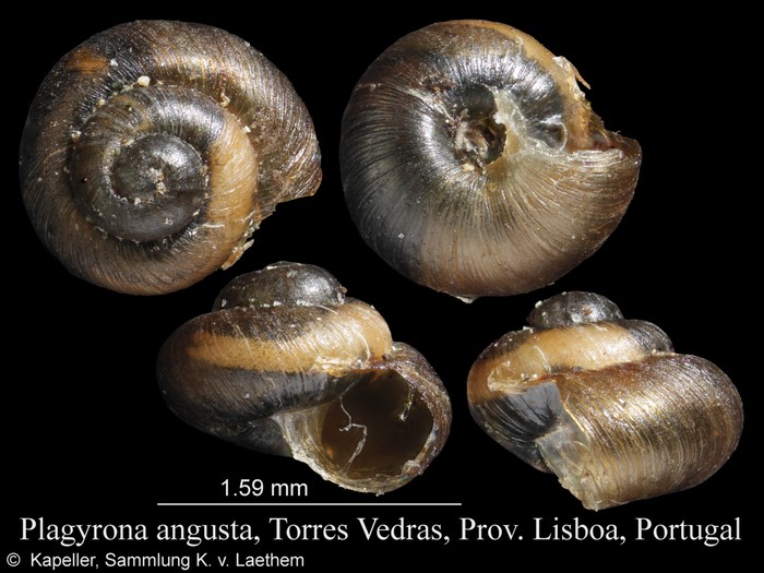 Plagyrona angusta Plagyrona angusta