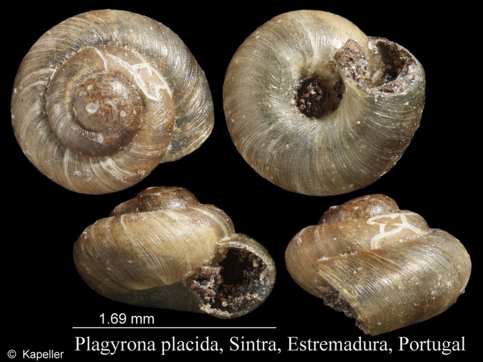 Plagyrona placida