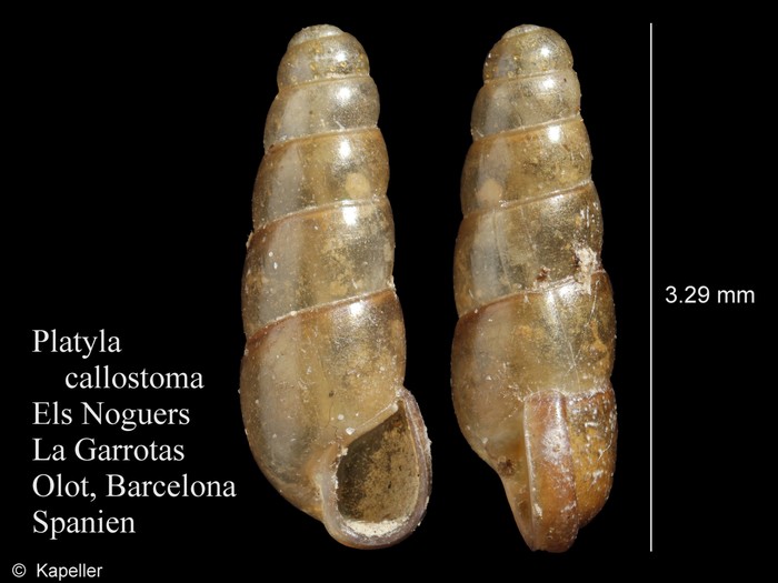 Platyla callostoma