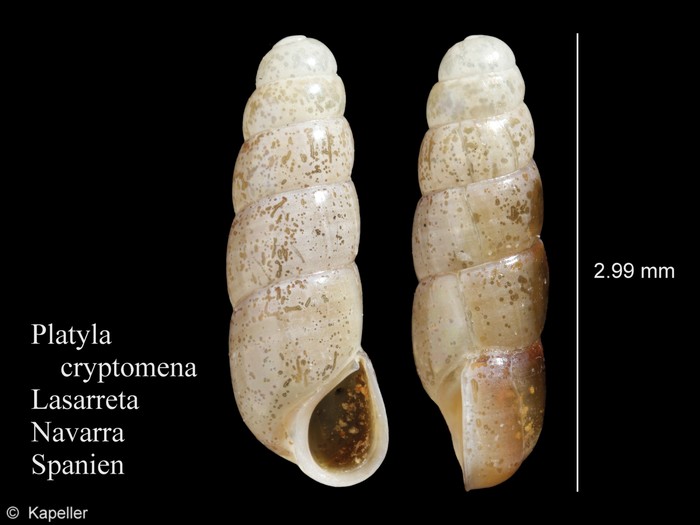 Platyla cryptomena