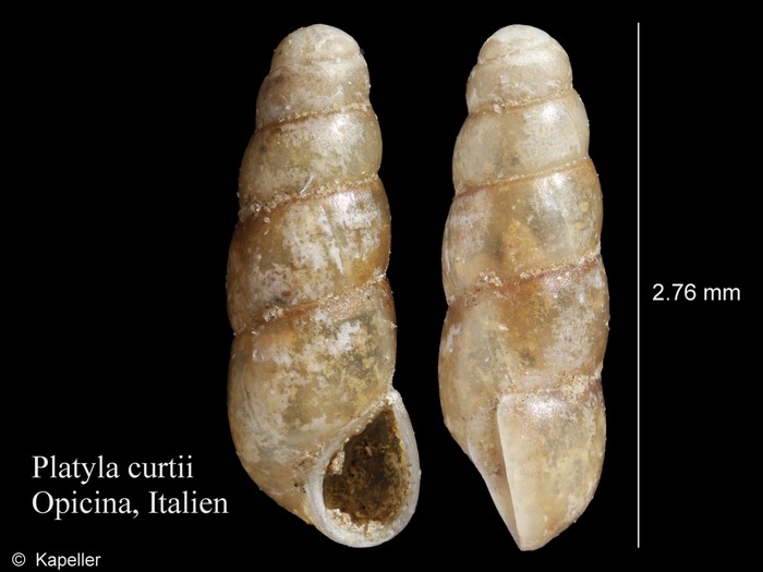 Platyla curtii Platyla curtii
