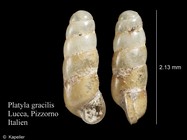 Platyla gracilis